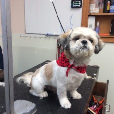 SHIH TZU CLIPPER CUT 6