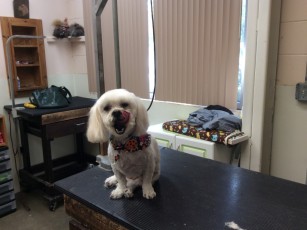 SHIH TZU CLIPPER CUT 7