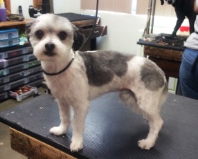 SHIH TZU CLIPPER CUT 8
