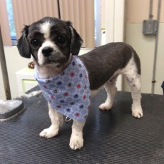 SHIH TZU CLIPPER CUT NOSE TO TAIL