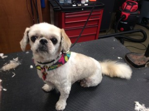 SHIH TZU CLIPPER CUT WITH A CLEAN FACE