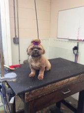 SHIH TZU CLIPPER CUT WITH FOUNTAIN HEAD