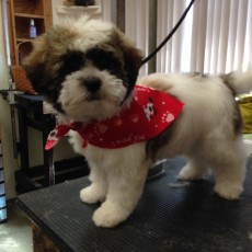 SHIH TZU PUPPY CUT 1