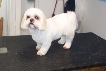 SHIH TZU PUPPY CUT 2