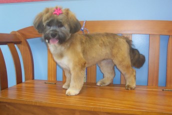 SHIH TZU PUPPY CUT 3
