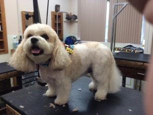 SHIH TZU PUPPY CUT 4