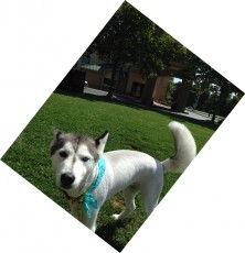 SIBERIAN HUSKY CLIPPER CUT