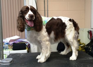 SPRINGER SPANIEL BREED GROOM 1
