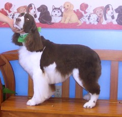 SPRINGER SPANIEL BREED GROOM 2