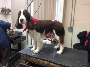 SPRINGER SPANIEL BREED GROOM 3