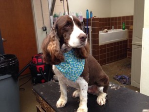 SPRINGER SPANIEL CLIPPER CUT 1