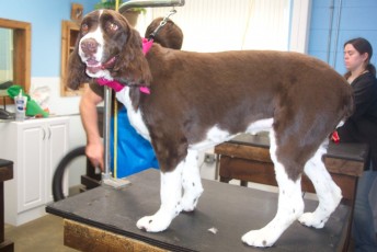 SPRINGER SPANIEL CLIPPER CUT 2