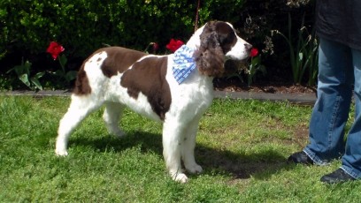 SPRINGER SPANIEL FEATHER TRIM 1