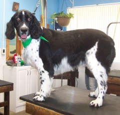SPRINGER SPANIEL FEATHER TRIM 4