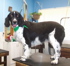 SPRINGER SPANIEL FEATHER TRIM 2