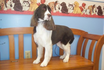 SPRINGER SPANIEL FEATHER TRIM 3