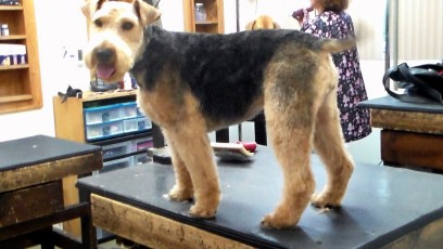 WELSH TERRIER BREED GROOM 1
