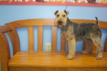 WELSH TERRIER BREED GROOM 2