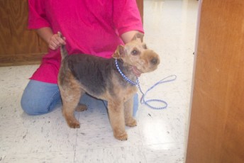 WELSH TERRIER BREED GROOM 3
