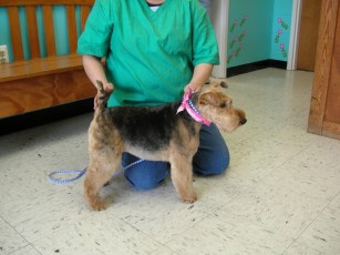 WELSH TERRIER BREED GROOM 4