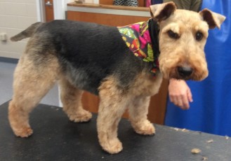 WELSH TERRIER BREED GROOM 5