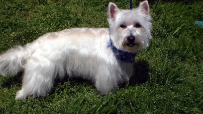 WESTIE TERRIER BREED GROOM 1