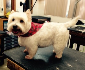 WESTIE TERRIER BREED GROOM 2