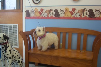 WESTIE TERRIER BREED GROOM 3