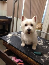 WESTIE TERRIER BREED GROOM 4
