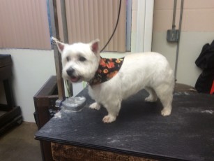 WESTIE TERRIER BREED GROOM 5