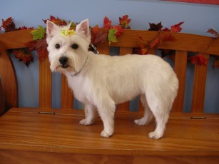 WESTIE TERRIER BREED GROOM 6