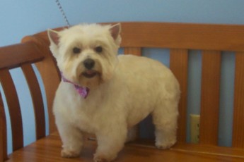 WESTIE TERRIER BREED GROOM 7