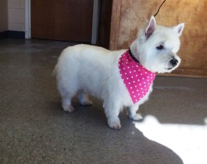 WESTIE TERRIER BREED GROOM 8