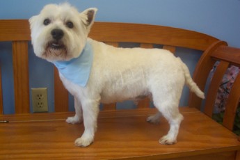 WESTIE TERRIER CLIPPER CUT 1