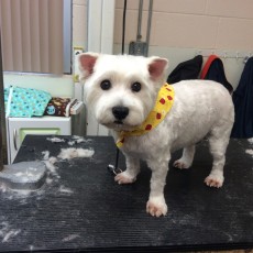 WESTIE TERRIER CLIPPER CUT 2
