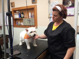WESTIE TERRIER PUPPY CUT 1