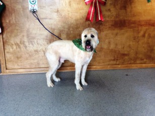 WHEATEN TERRIER CLIPPER CUT 1