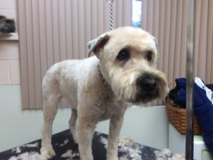 WHEATEN TERRIER CLIPPER CUT (2) AFTER