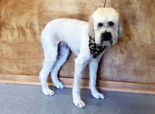WHEATEN TERRIER CLIPPER CUT WITH LONG EARS