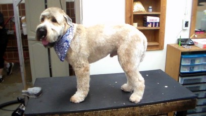 WHEATEN TERRIER PUPPY CUT 1