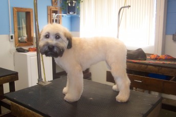 WHEATEN TERRIER PUPPY CUT 2