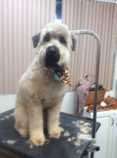 WHEATEN TERRIER PUPPY CUT 3